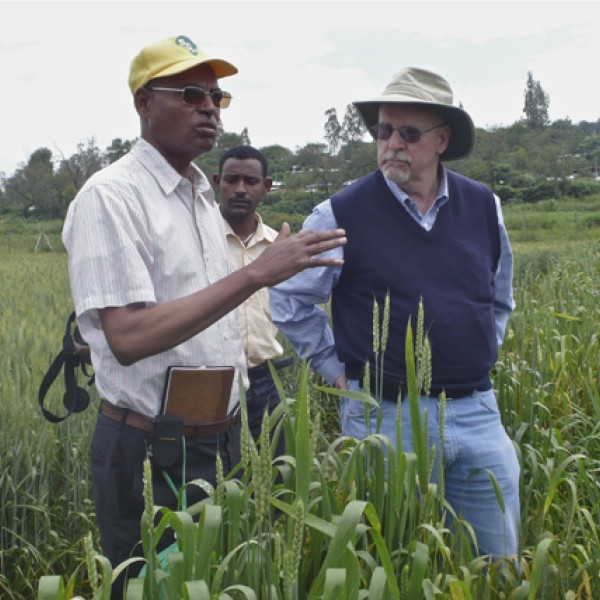 2 people surveying rust resistant wheat fields