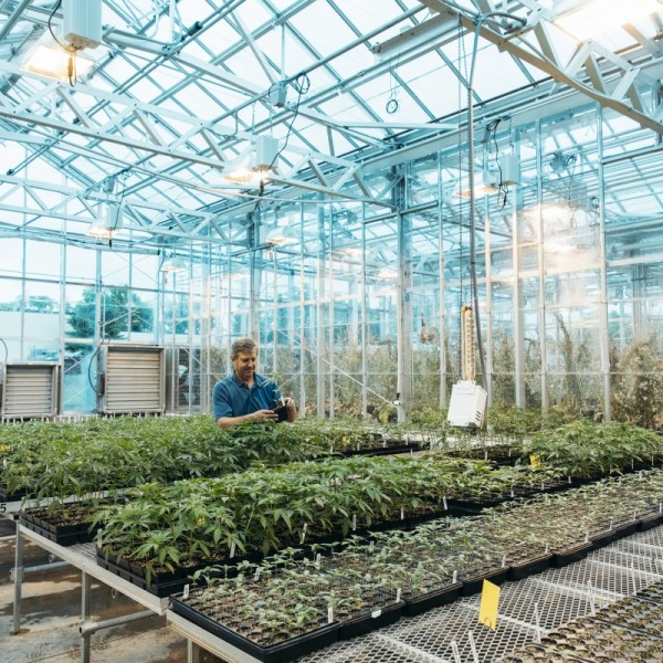 Professor Larry Smart examines industrial hemp growing in a Cornell AgriTech greenhouse