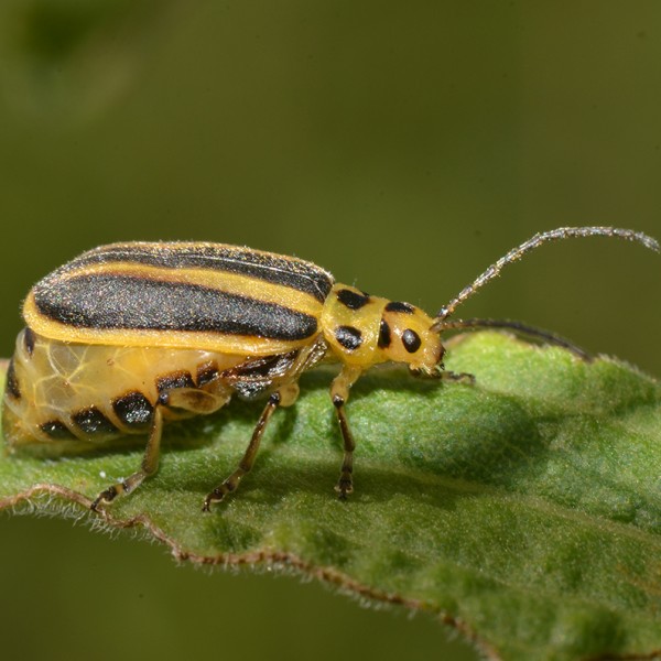 leaf beetle on a branch