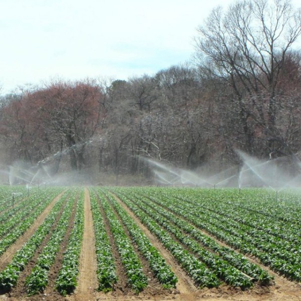 Sprays of water irrigate leafy greens overhead on a Long Island farm