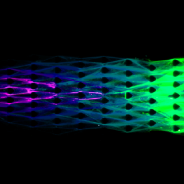 DNA material capable of metabolism, in addition to self-assembly and organization
