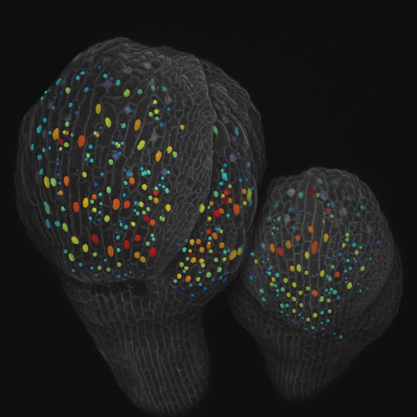Cells of two flower buds