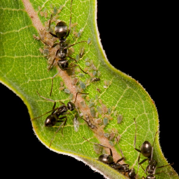 Ant's on milkweed leaf