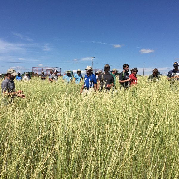 New York farmers tour research fields at our Musgrave Research Farm