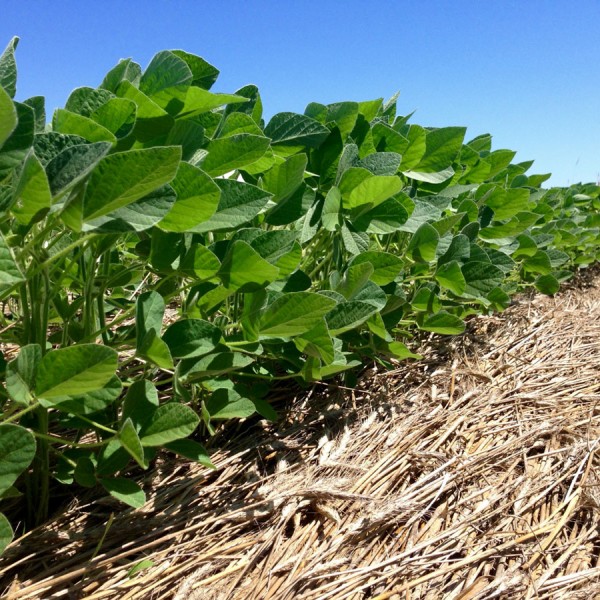 Soybean plants in field