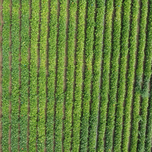 Aerial view of snap bean field