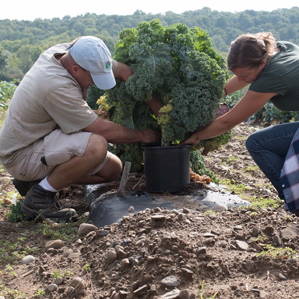 Two researchers work to relocate a kale plant