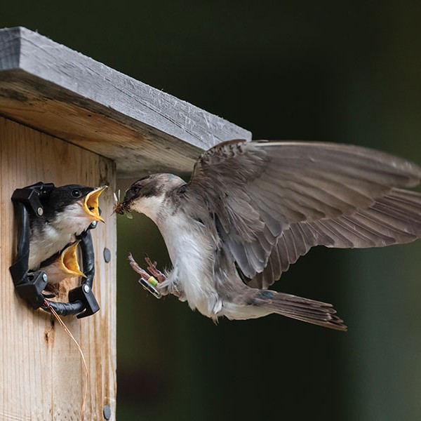 Bird flying into birdhouse