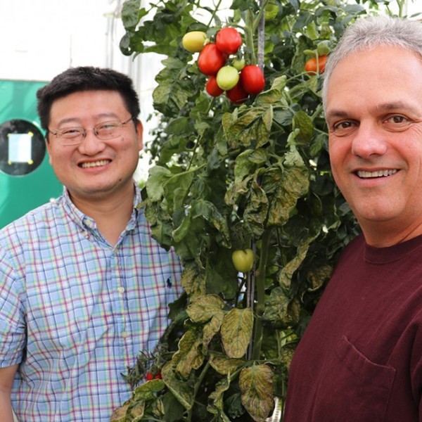Zhangjun Fei and James Giovannoni stand with a tomato plant