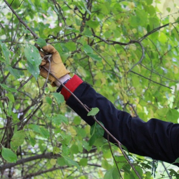 Student observes leaves on a tree