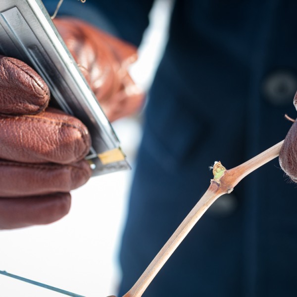 Farmer holds branch with blossoms