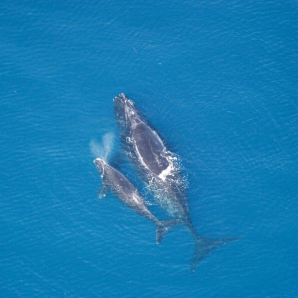 Two whales in the ocean