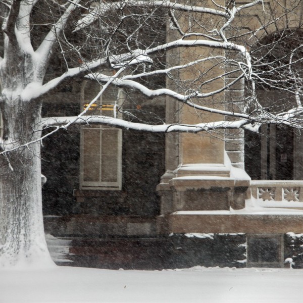 Snow covered tree on campus