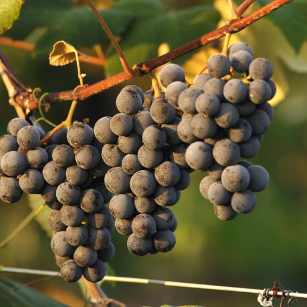 Bunches of grapes hanging on vine