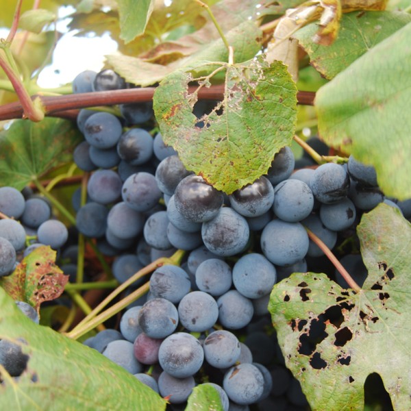 Grapes on a vine