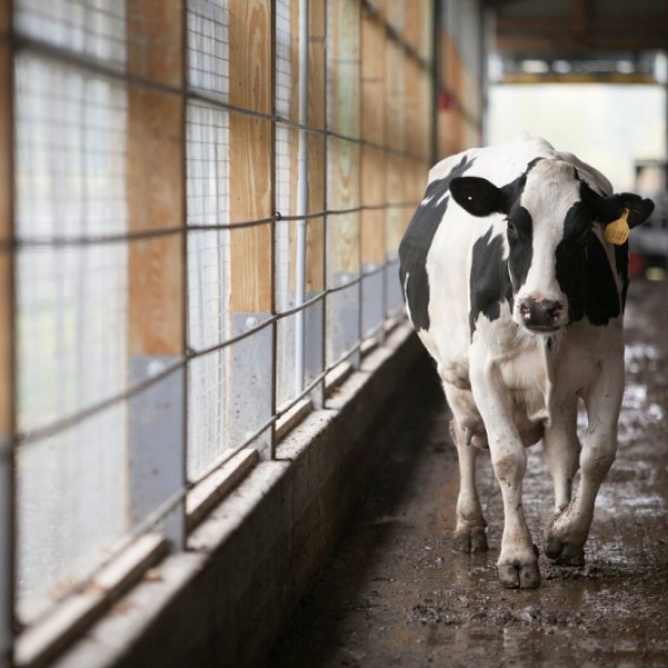 Cow walks through dairy barn