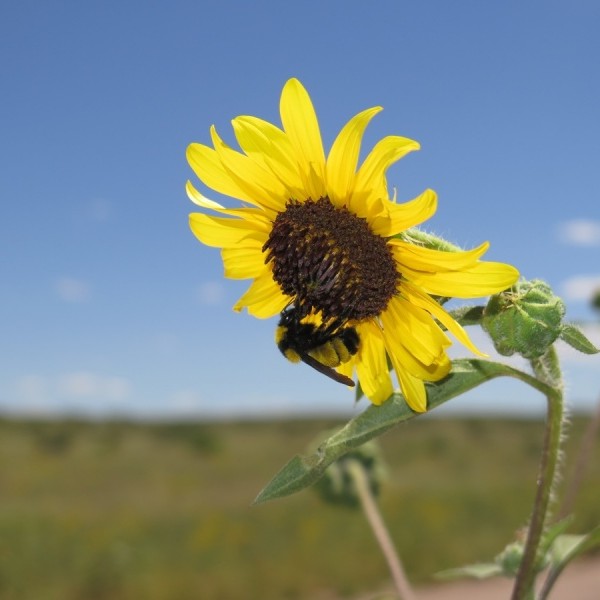 Bee on a flower