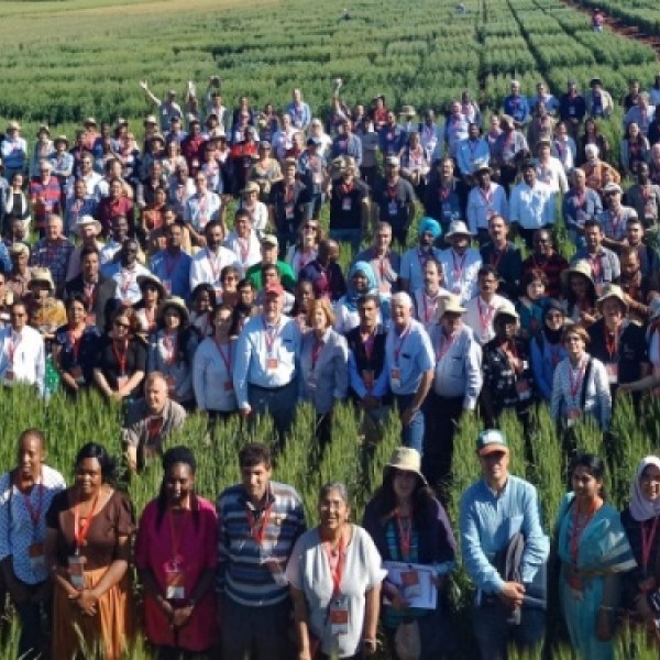 Wheat researchers pose in a field
