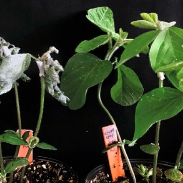Two potted plants sit side-by-side, the left plant has withered leaves