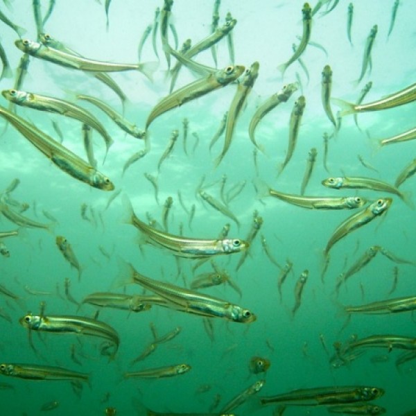 Silverside fish swim in the ocean.