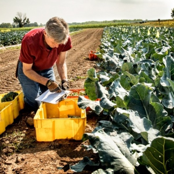 A man examines broccoli growing in a field and takes notes on a clipboard