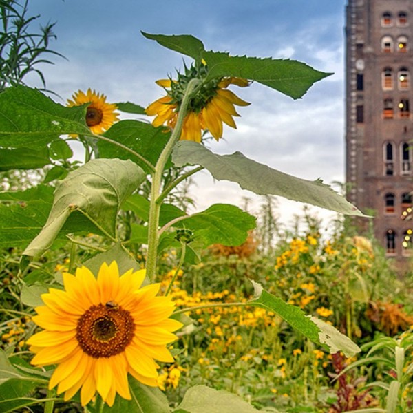 Sunflowers in the foreground of an urban green space 