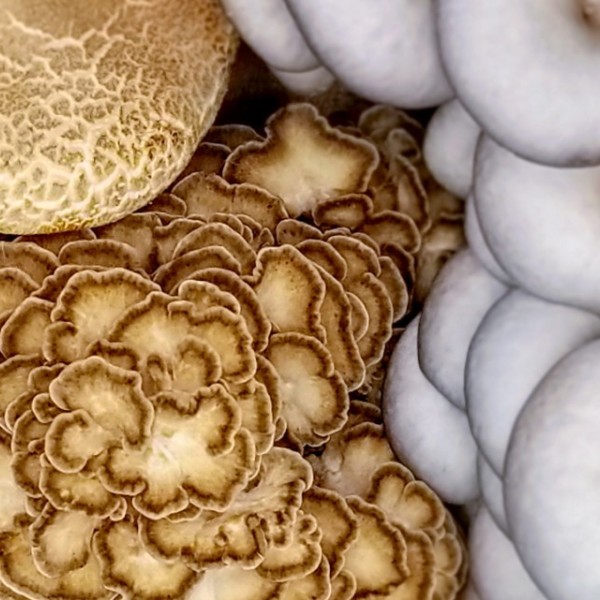 Close-up of several different kinds of mushrooms 