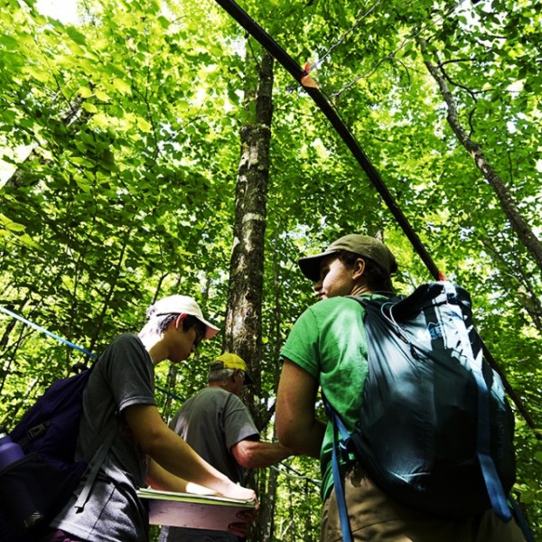Students conduct research in the forest 
