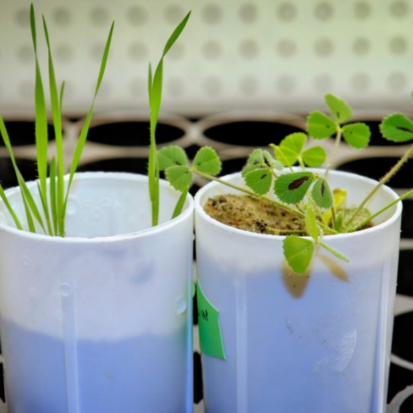 Small green plants in white pots sitting on a black plant tray