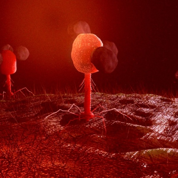 Red spider-like creatures with a long body sticking up from the bottom and a large ball on top sitting on a red surface with smaller, dark red balls attaching themselves to the larger balls