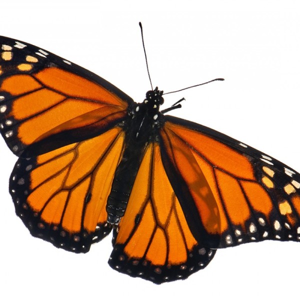 An orange and black winged insect