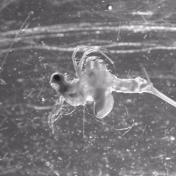 A black and white image of an organism that is clear with a long tail and tiny legs