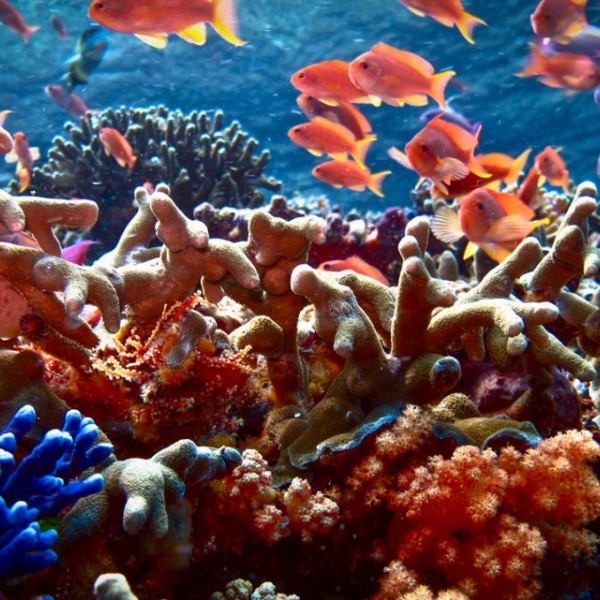 Various orange, purple and blue coral with gold fish swimming around them in the ocean 