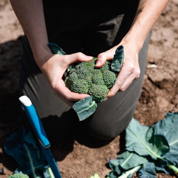 A person kneeling on a dirt ground holding a head of broccoli 