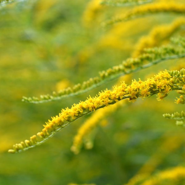 A yellow flower that is spread out along the stem of a plant with green leaves at the bottom