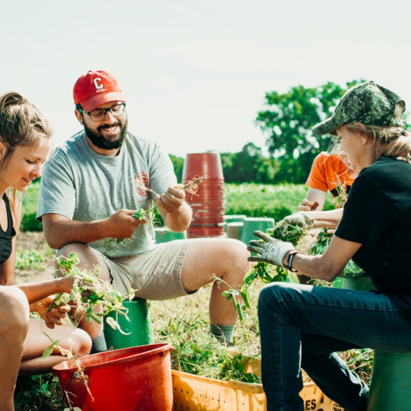 Three people sit on buckets and pick beans
