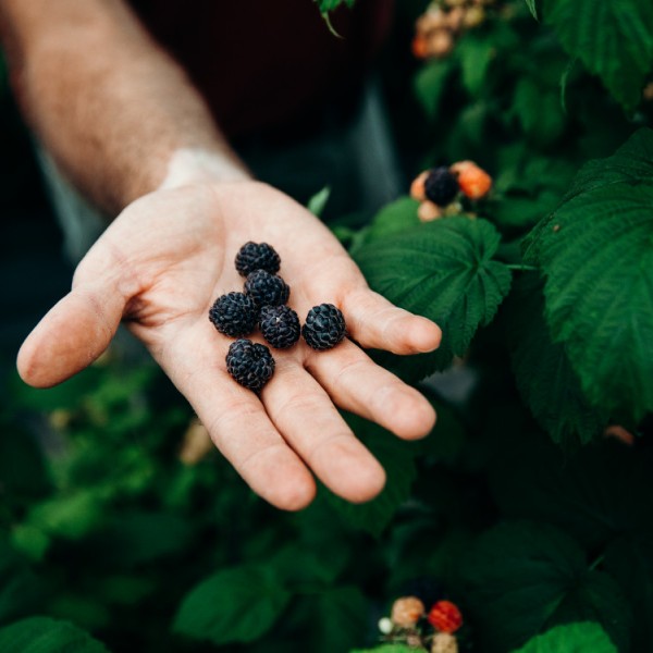 Male hand holding black raspberries.