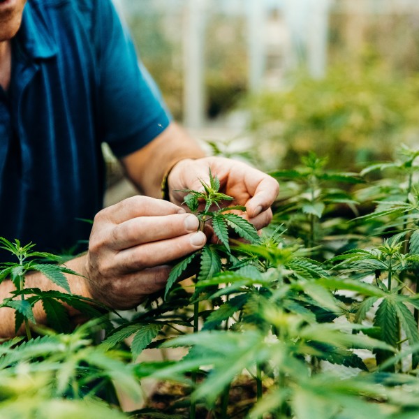 A man bending over green, healthy plants and touching them 