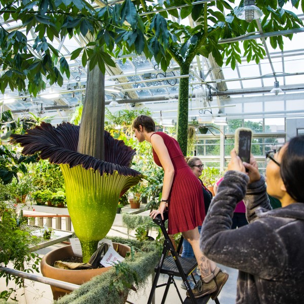 A woman standing on a step stool bending over into a tall, green flower to smell it