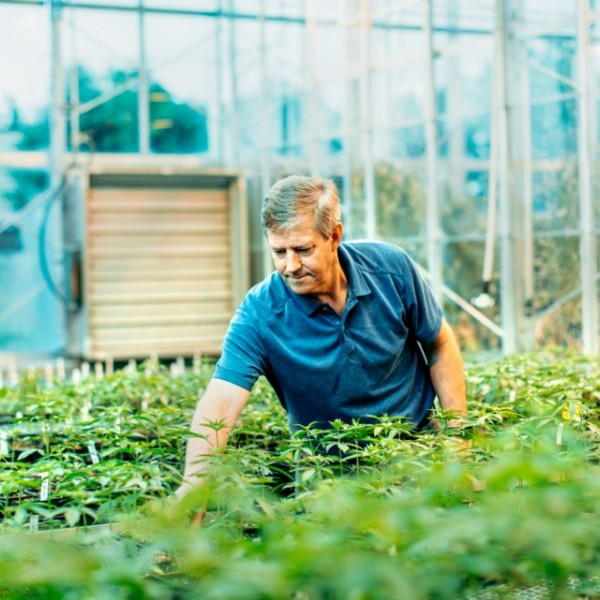 Plant scientist investigates his hemp crop
