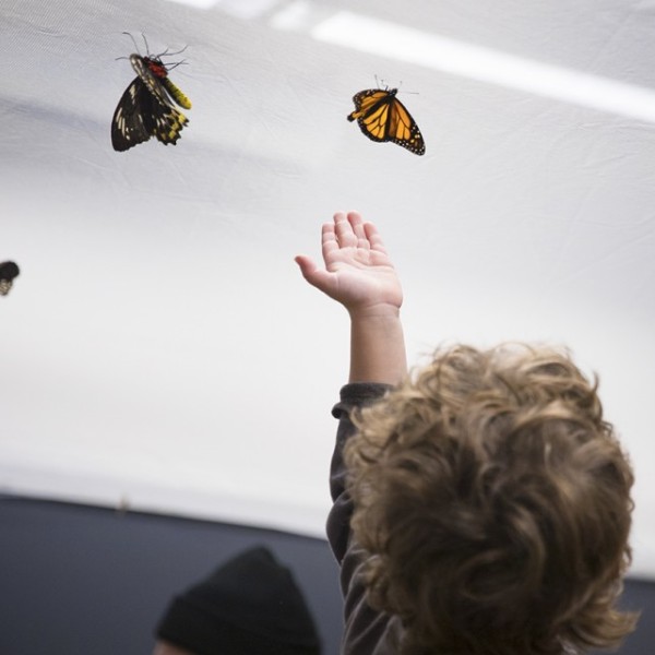 The back of a little boy's head with his hand outstretched before him reaching toward a monarch butterfly. 