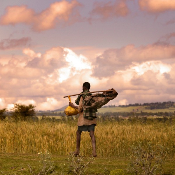 A man walking through a field of wheat with a stick slung over his shoulder carrying several bags
