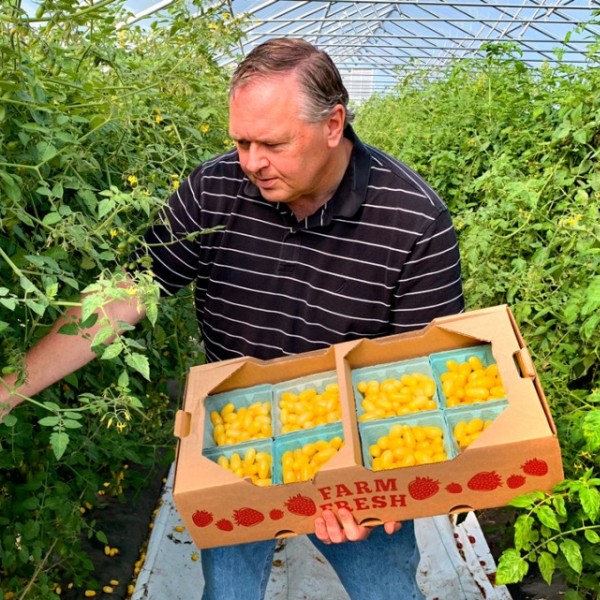 A man holding a large pallet of tomatoes in one hand and picking through tomato plants for additional tomatoes 