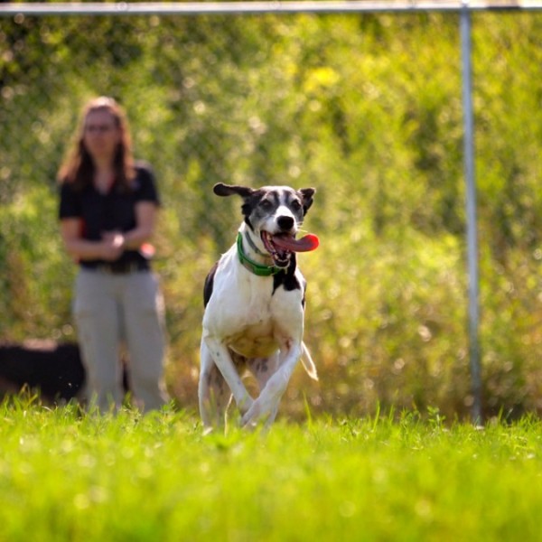 A black and white short haired dog running through a grassy field with its tongue out 