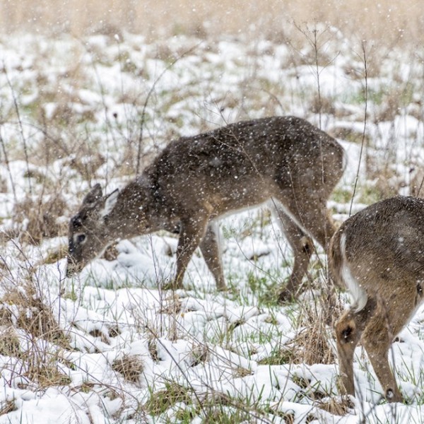 Deer in a snowy field eating vegetation from the ground 