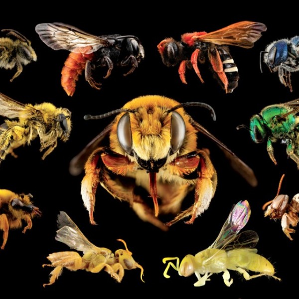 A collage of different kinds of wild bees.