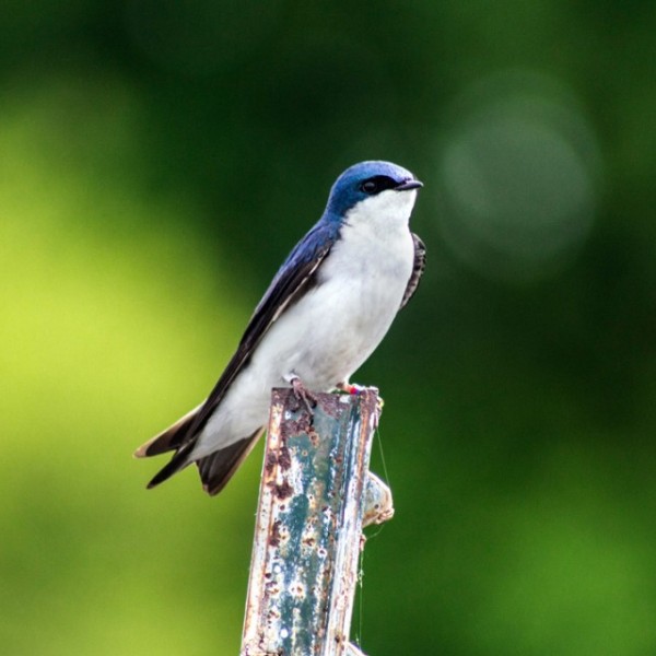 A small blue and white tree swallow standing on a post