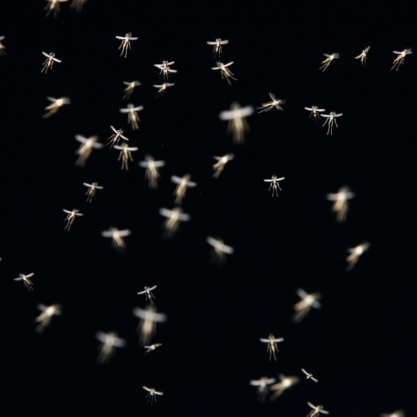mosquitoes flying around on a black background 
