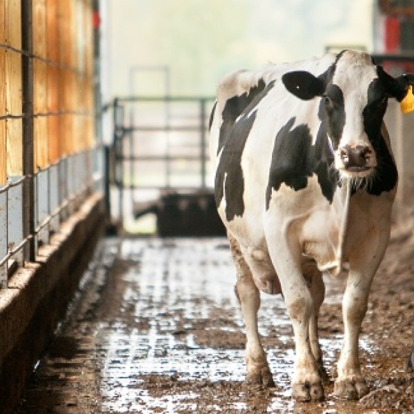 A dairy cow inside a barn