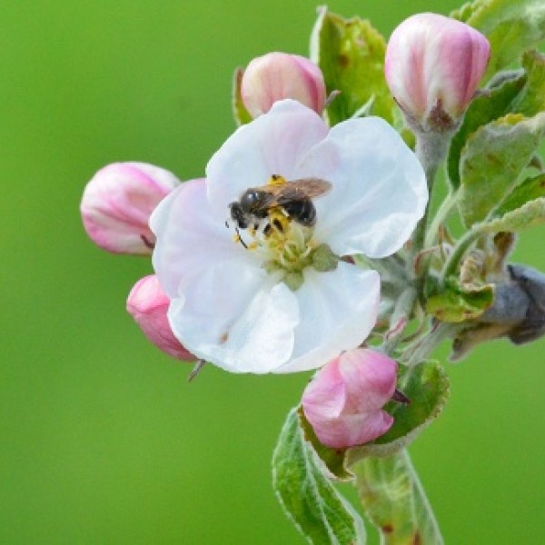 A bee pollinating a flower